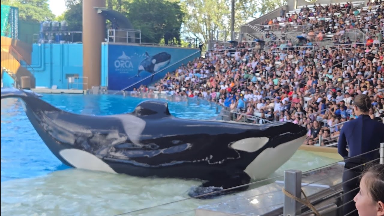 Orca Encounter Show 2025 at SeaWorld  Orlando Florida