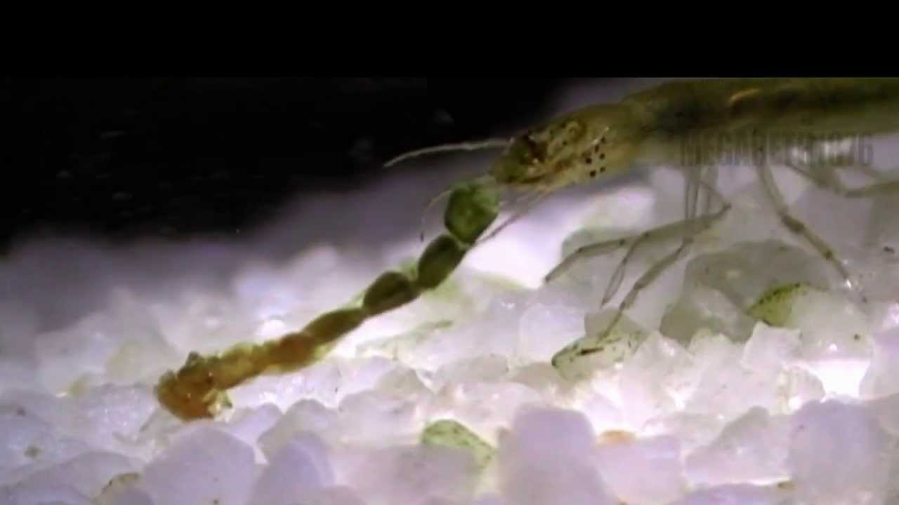 Cybister Japonicus Sharp's larva (Water centipede)