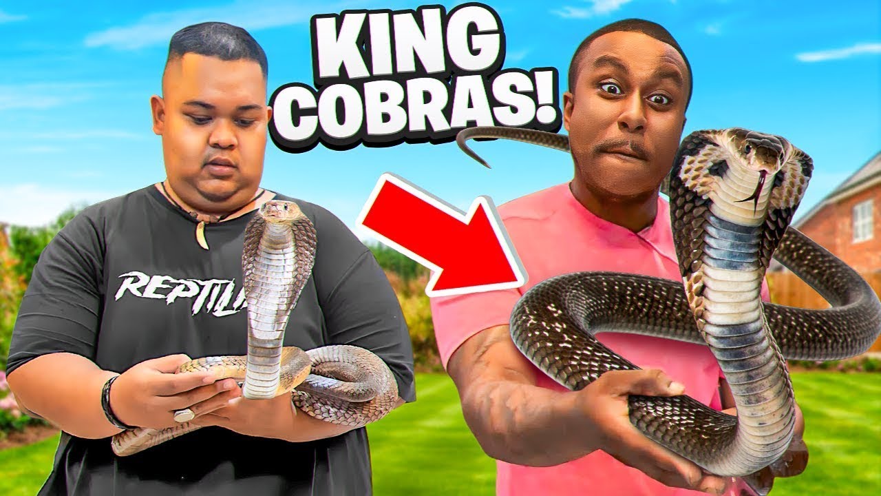 These Guys only Handle King Cobras With Hands🤯