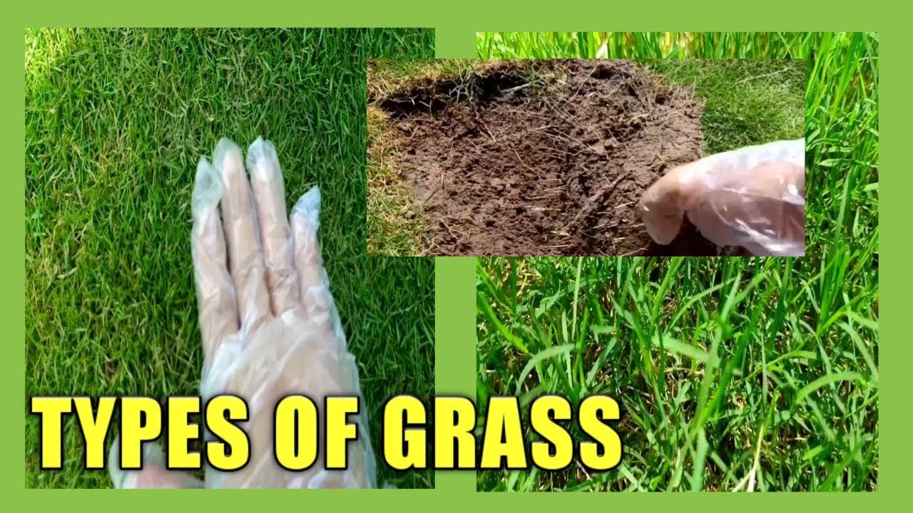 What type of grass is best for your lawn | Fine dhaka grass | Korean grass | American grass