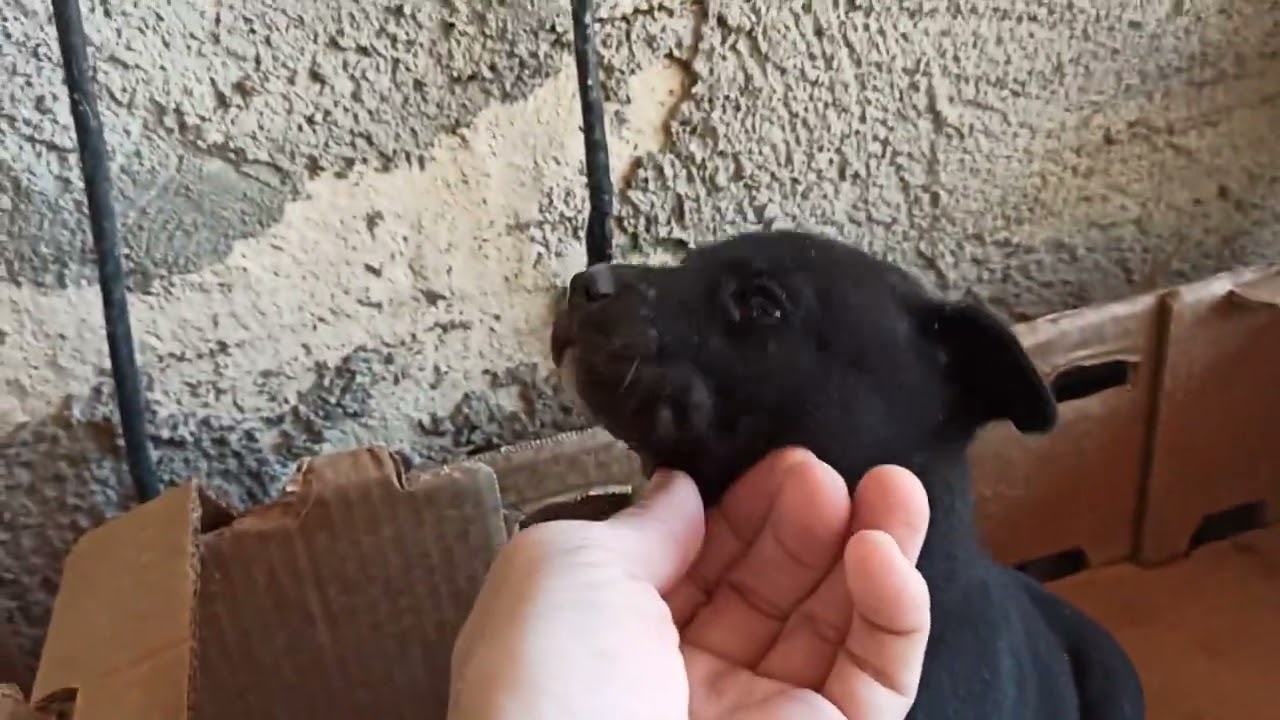 cuccioli 35 45 55 giorni