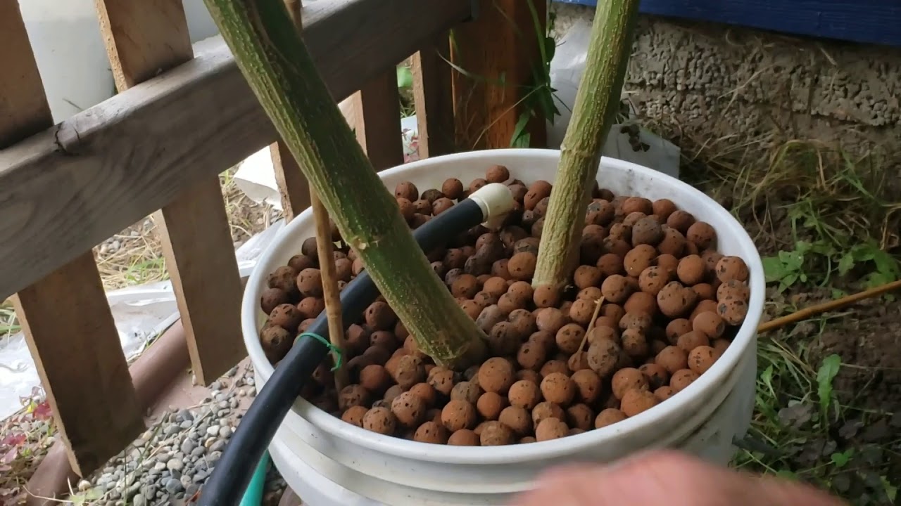 Outdoor Cannabis Grow Update 8-29-19
