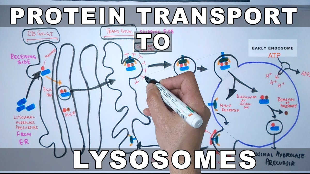Lysosomal Protein Targeting