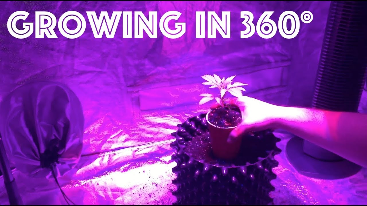 Growing Cannabis in 360&deg; | Sunday Vibes, LST Autoflower Update, Transplanting Future Mother Plant