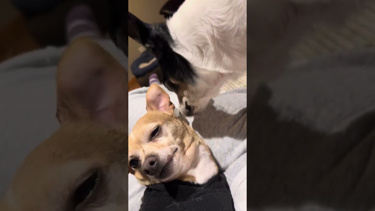 ASMR - Bailey getting another Lizzie bath