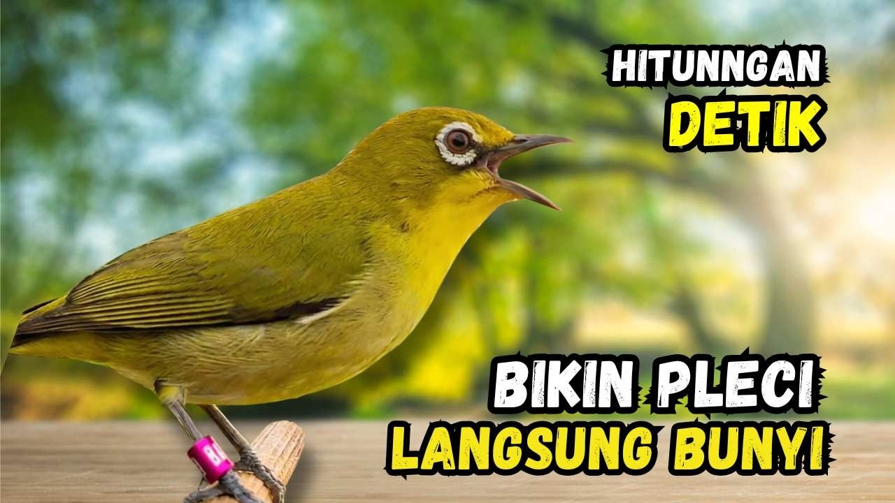 Pleci Betina Birahi Memanggil Jantan, Pleci Jantan Langsung Gacor