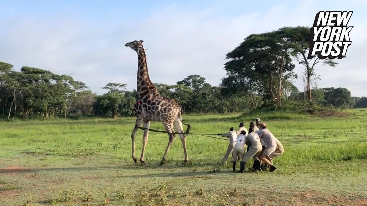 It took eight men to wrangle this giraffe in distress | New York Post