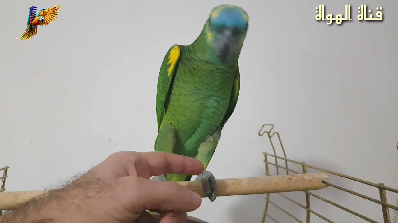 ترويض الببغاء