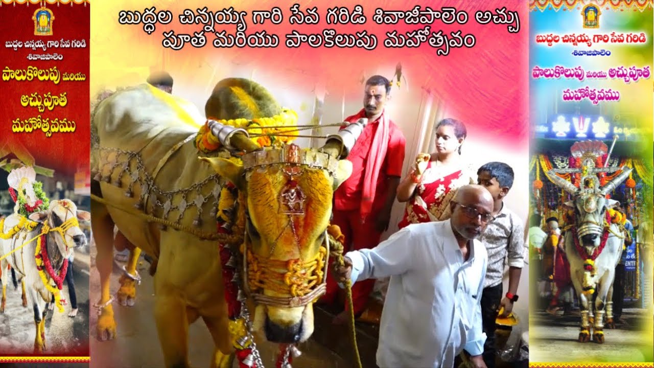 బుద్ధల చిన్నయ్య గారి సేవ గరిడి శివాజీపాలెం అచ్చు పూత మరియు పాలకొలుపు మహోత్సవం