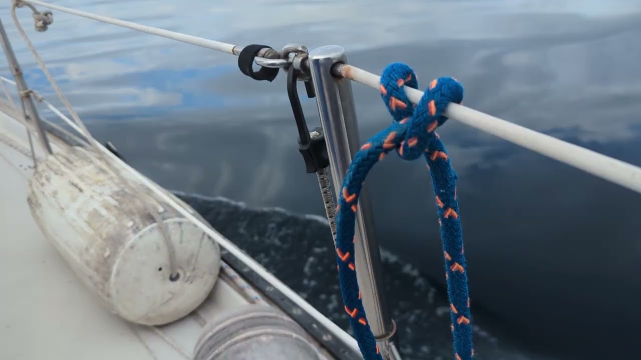 Dolphins in the Gulf