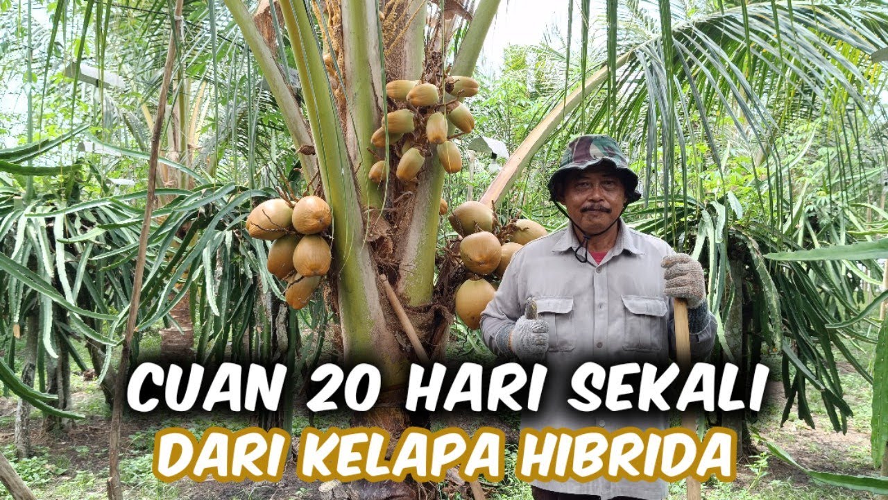 Penghasilan Rutin 20 Hari Sekali Dari Budidaya Kelapa Hibrida Diantara Buah Naga