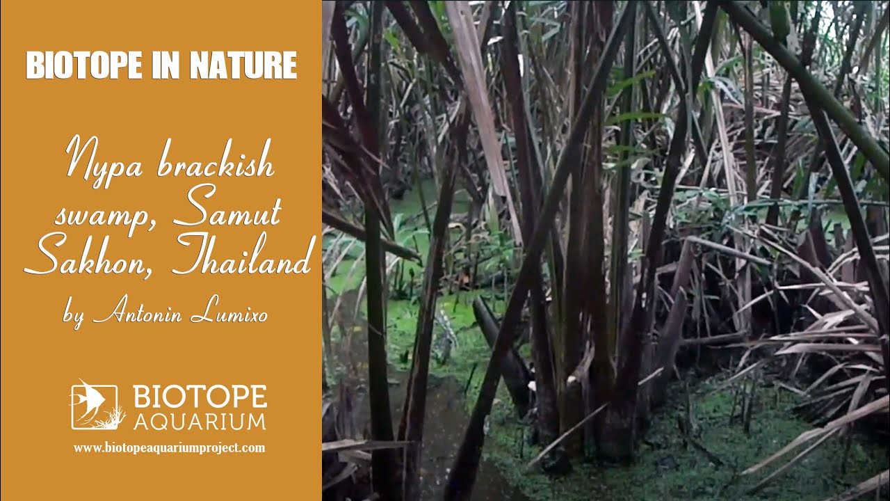 Nypa brackish swamp, Samut Sakhon, Thailand. #BAC2021 &copy; Antonin Lumixo