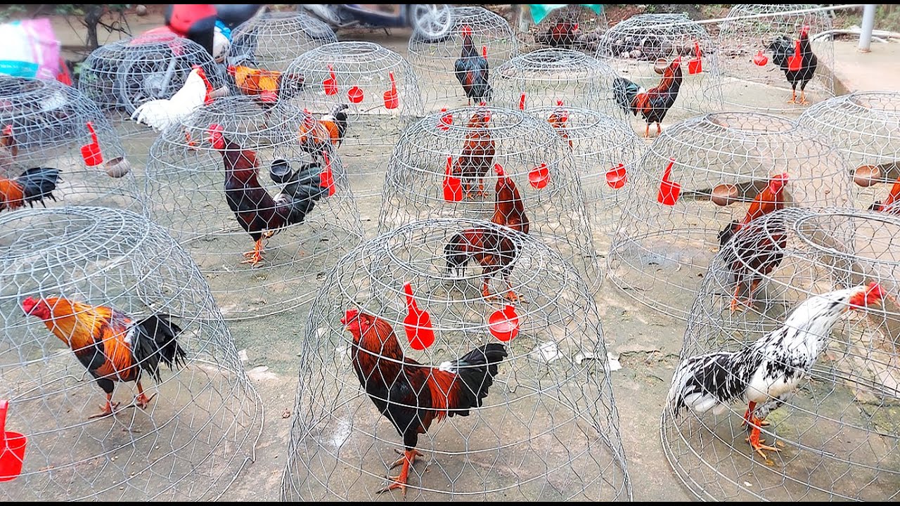Gà Tuyển. Trại Gà Miền Tây/ Tung Vlog