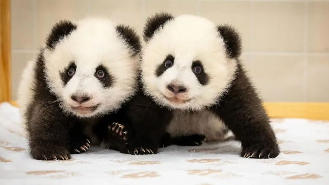 Meet Leni & Lotti: Twin Panda Miracles Born in Berlin 🐼