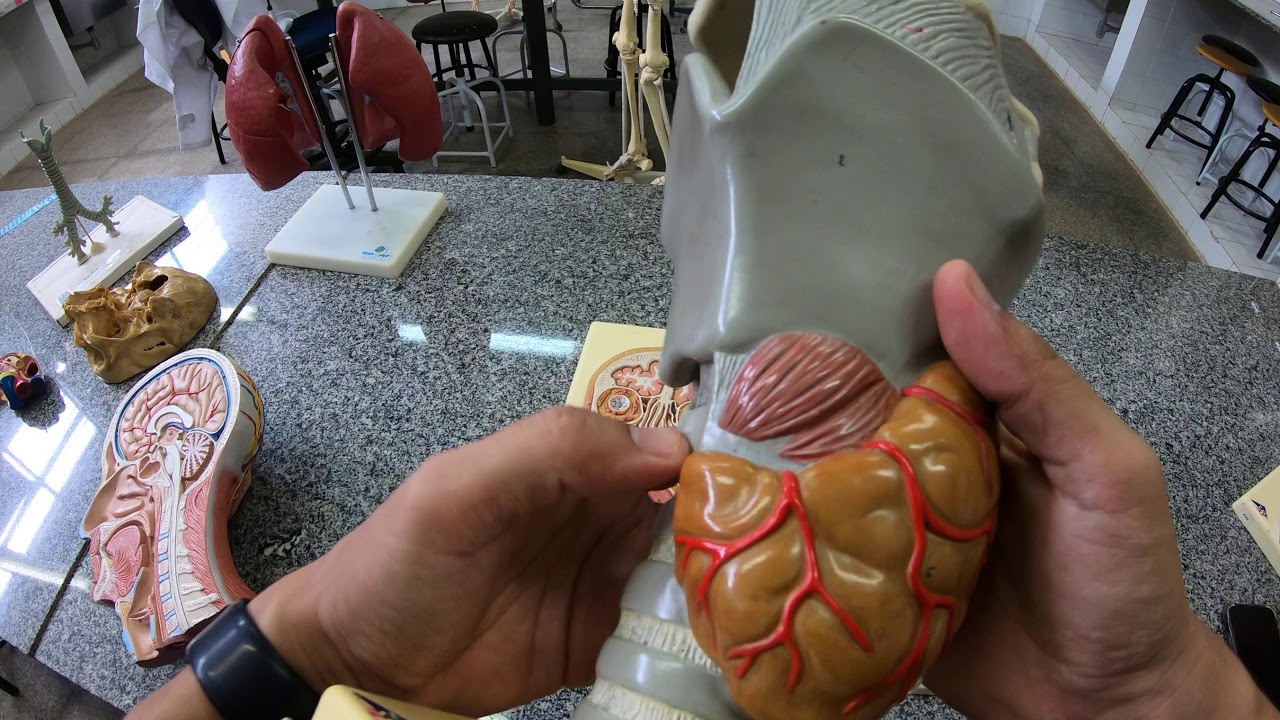 Respiratório Aula 02 | Faringe e laringe