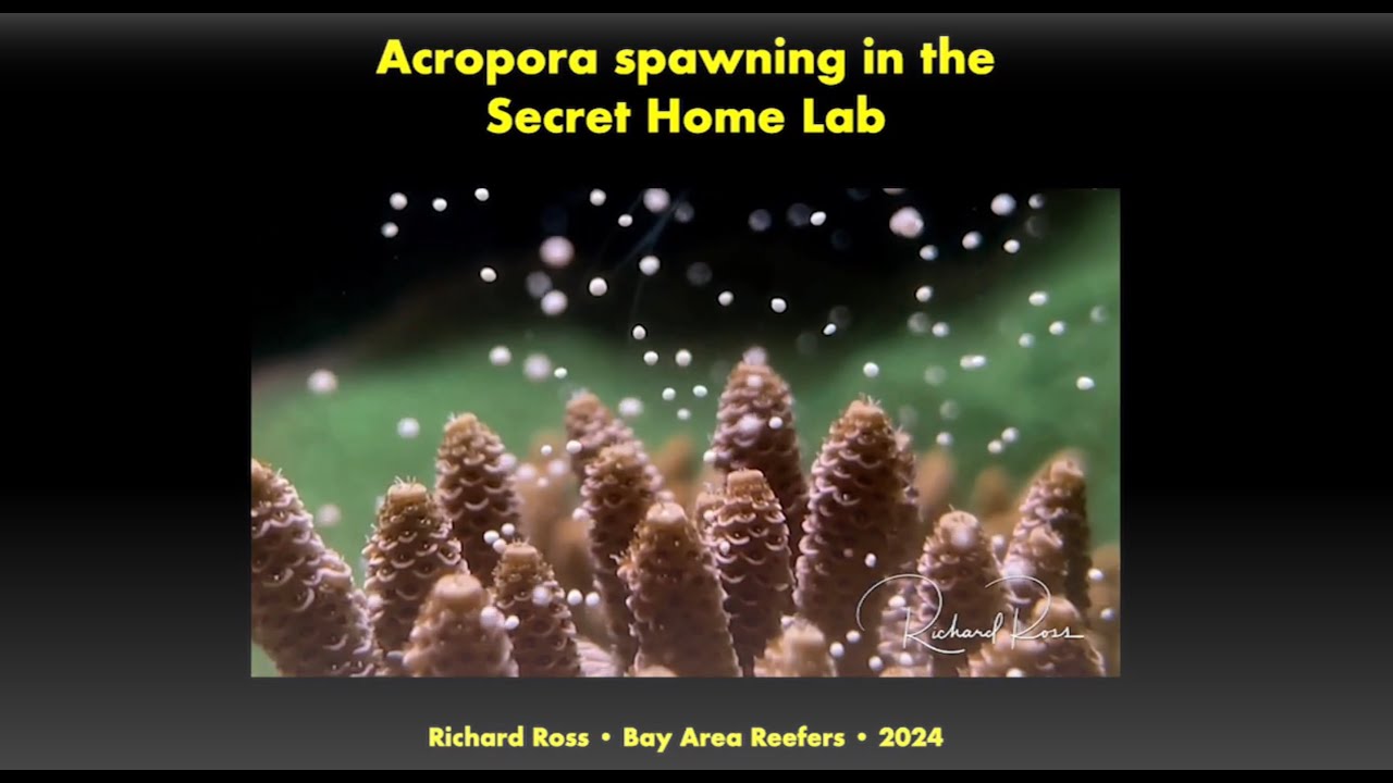 Coral Spawning in home Aquaria