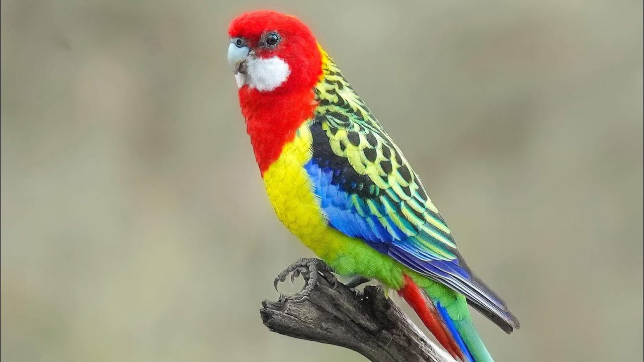 Rosella parrot singing 