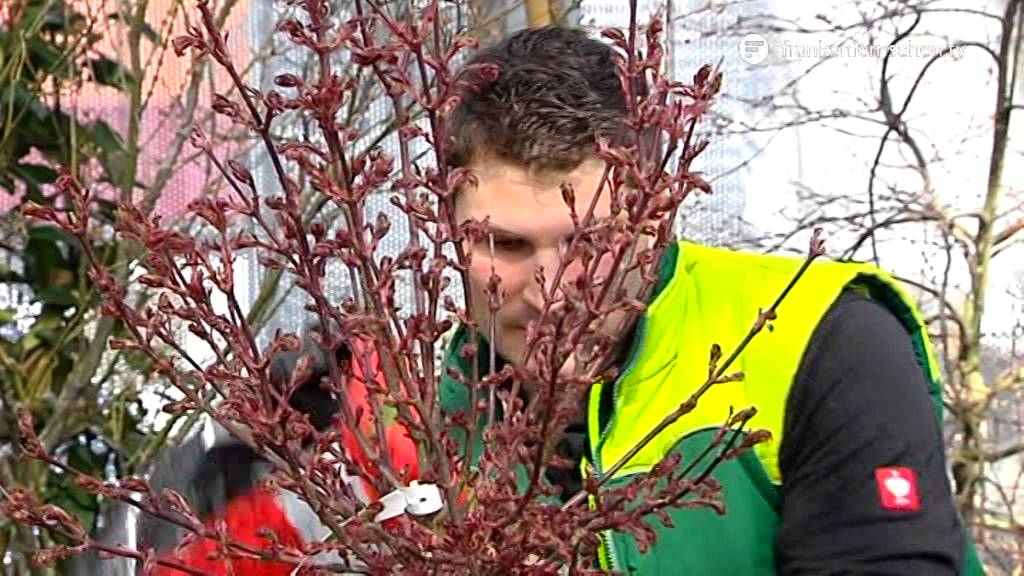 Dauerbegrünung im Pflanzkübel  – Blatt und Blüte Tipp der Gartenwelt Dauchenbeck