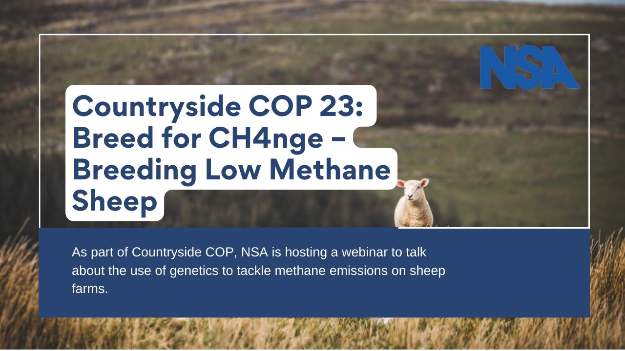 Countryside COP: Breed for CH4nge &ndash; Breeding Low Methane Sheep - NSA