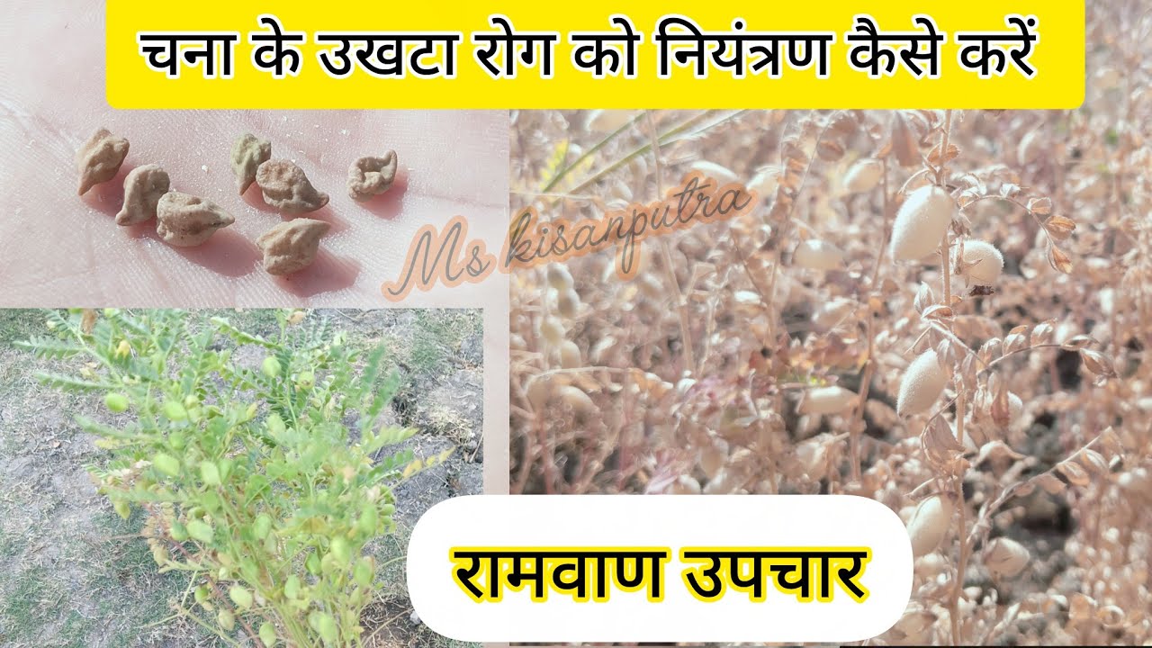 किसी भी फसल में उखाटा/उगरा रोग नियंत्रण कैसे करें। Ukhata rog #ukhata