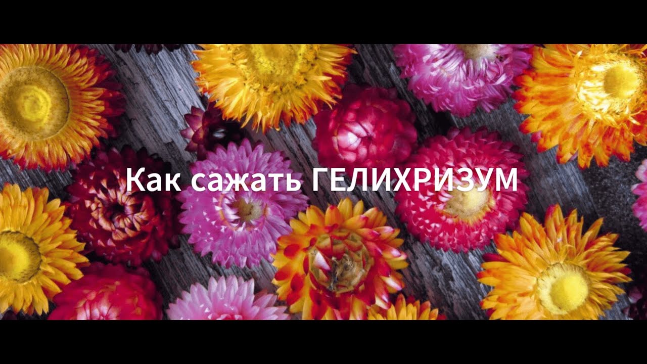 Как сажать гелихризум. Выращиваем гелихризум из семян.