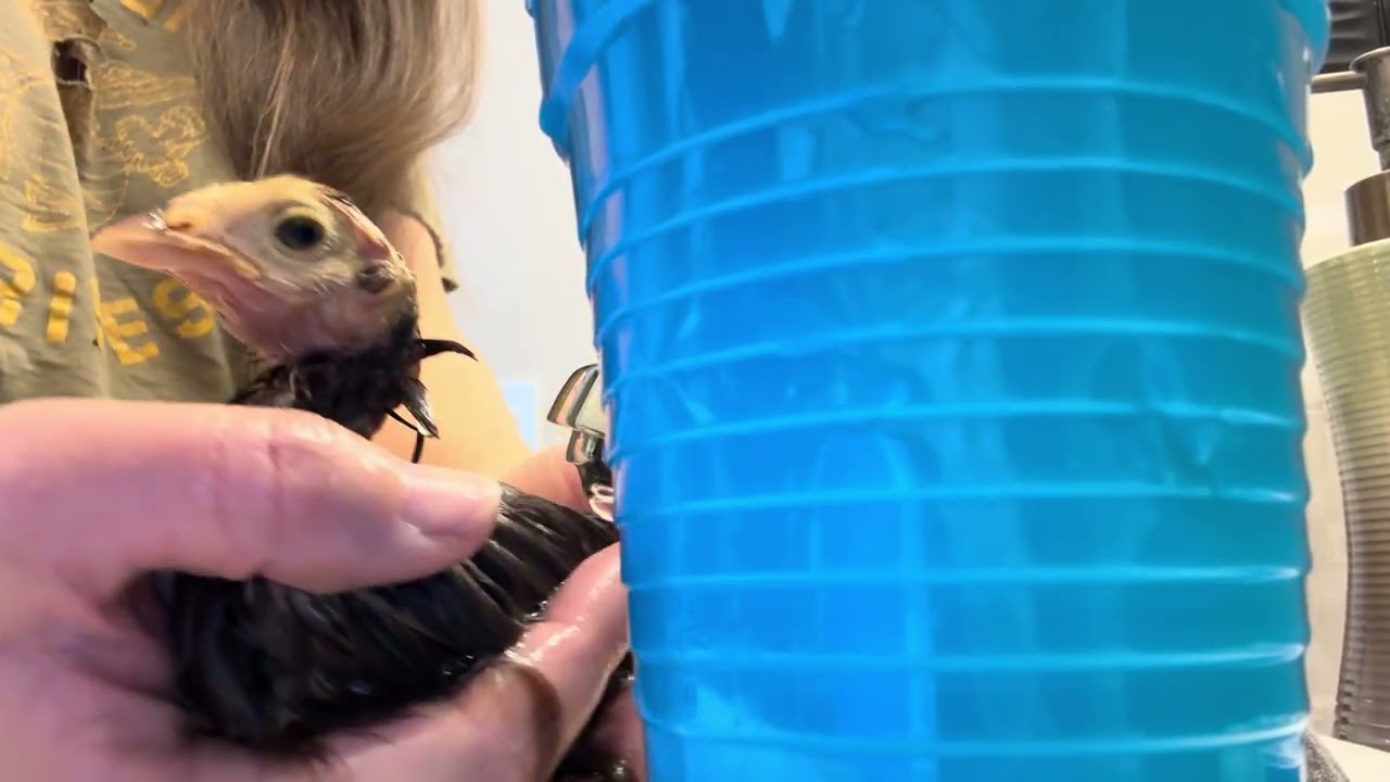 Baby Chick Reese’s Cup how to bath an injured chick video 2 (7)￼
