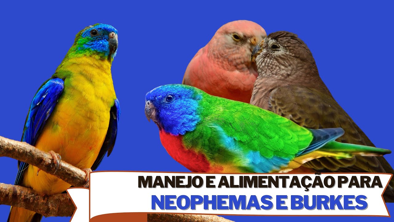 Manejo e alimentação de Neophemas e Periquitos de Borke tudo para você reproduzir