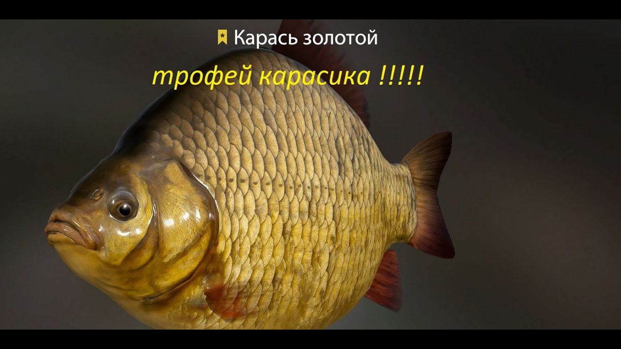 путаюсь поймать троф карасика !!!