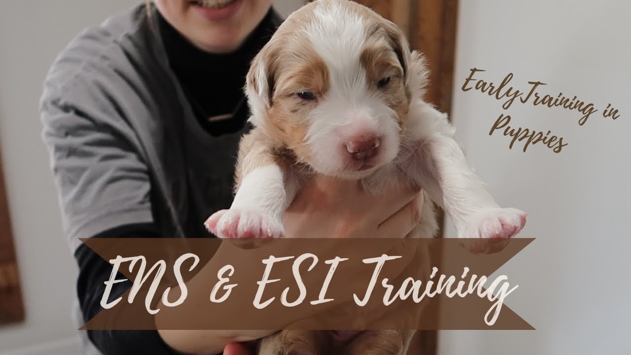 ENS & ESI TRAINING | What Is ENS & ESI Training | EARLY TRAINING IN PUPPIES