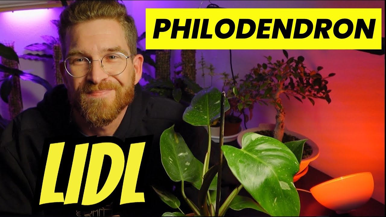 Planta ex&oacute;tica/rara en LIDL (Philodendron VARIEGADO)