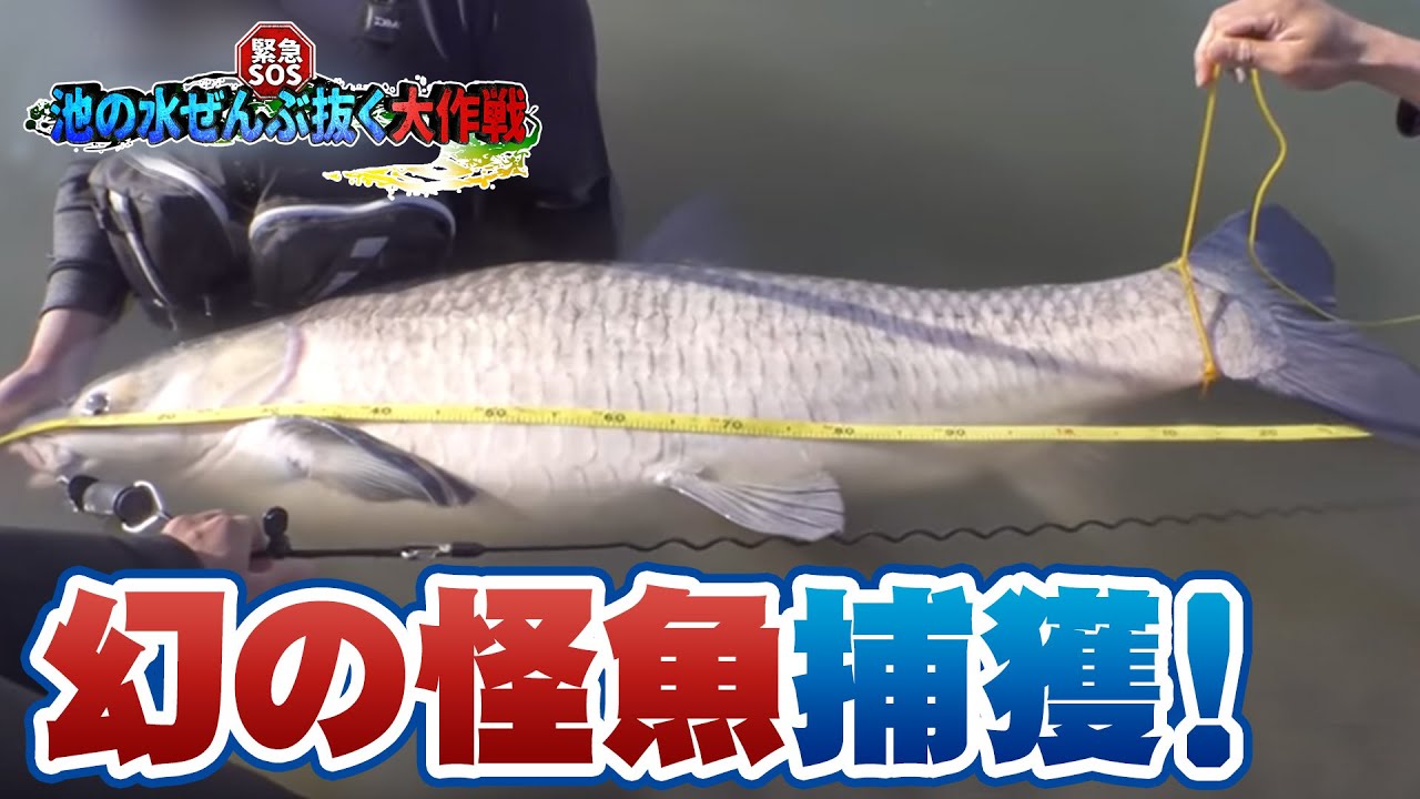 🔥（Eng-Sub）【配信オリジナル】緊急SOS！池の水ぜんぶ抜く大作戦【幻の怪魚捕獲に挑んだ120時間の死闘❗】アオウオ/Black carp/Mylopharyngodon piceus