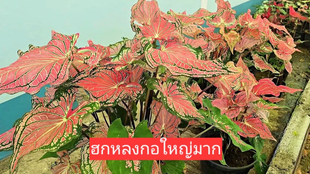 บอนสีฮกหลงกอใหญ่ชมพูเข้มฮองเฮาบอนใบแดงติดต่อ0825698645 #ว่าน108