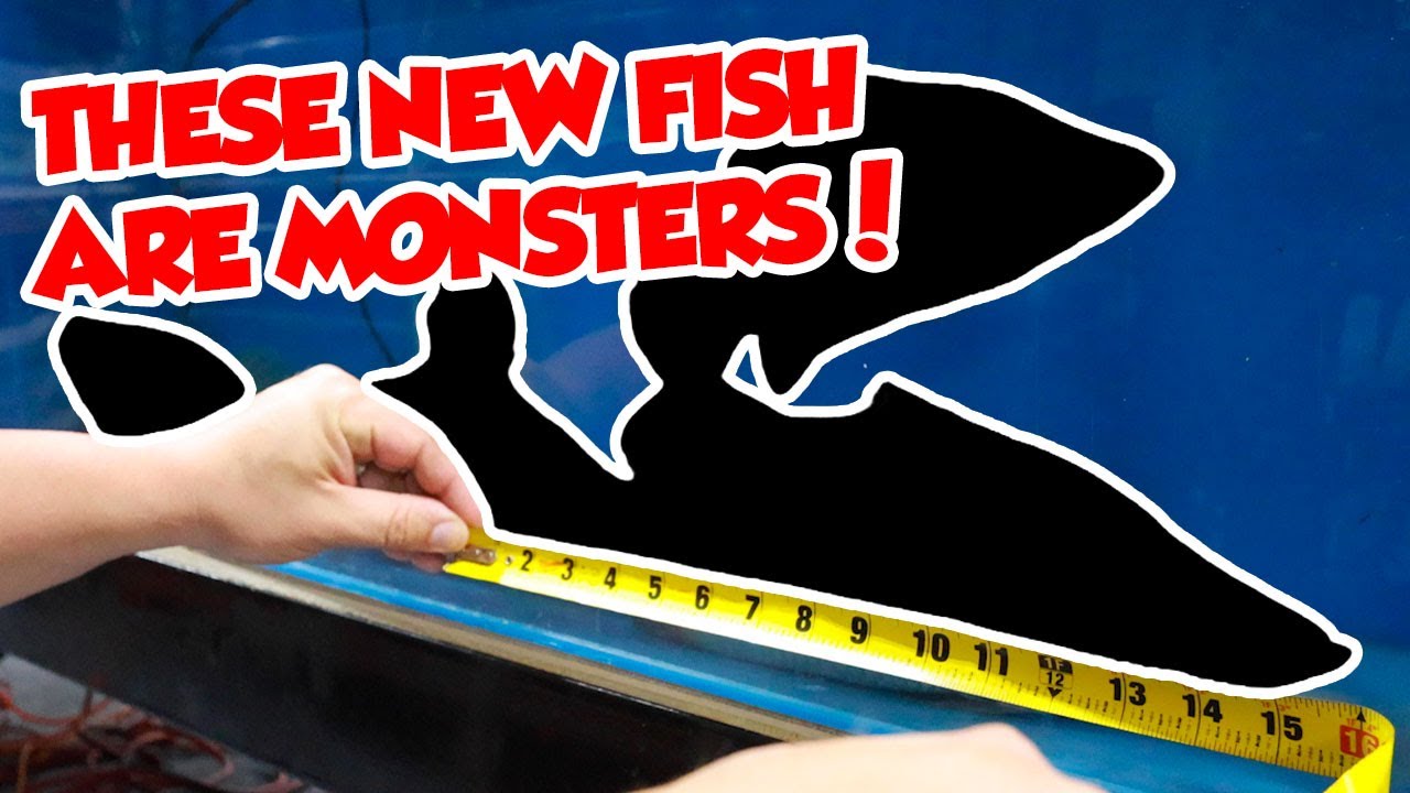WE GOT A TON OF FISH IN STOCK! AUSTRALIAN LUNGFISH, BARRAMUNDI AND MANY MORE!!