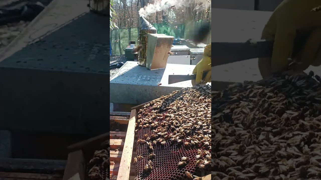 Primo controllo del 2026 dell' arnia 17!