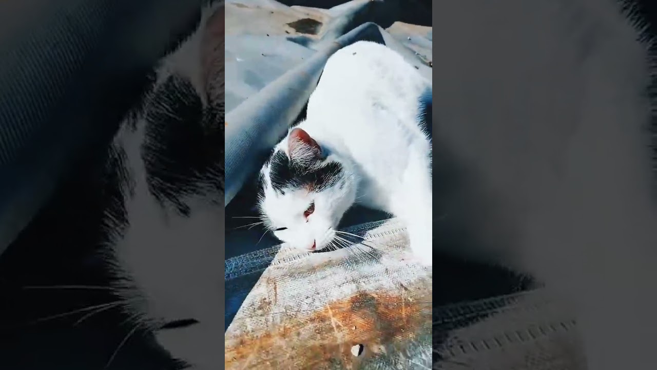 vedi nel mio mondo..... #italiangetaway #gatti