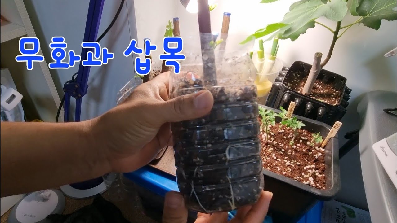 무화과 삽목, 뿌리/싹 생성까지...
