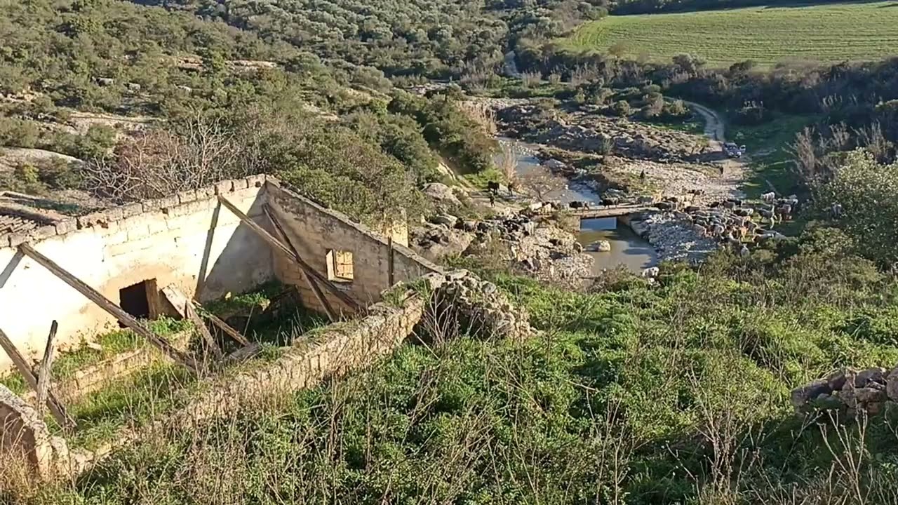 2026/02/26 Transumanza Sarli territorio Materano 2 salita sulla gravina