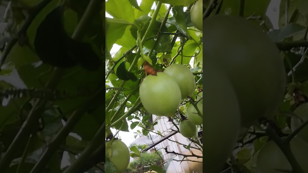 Local lata bell fruit..🥰