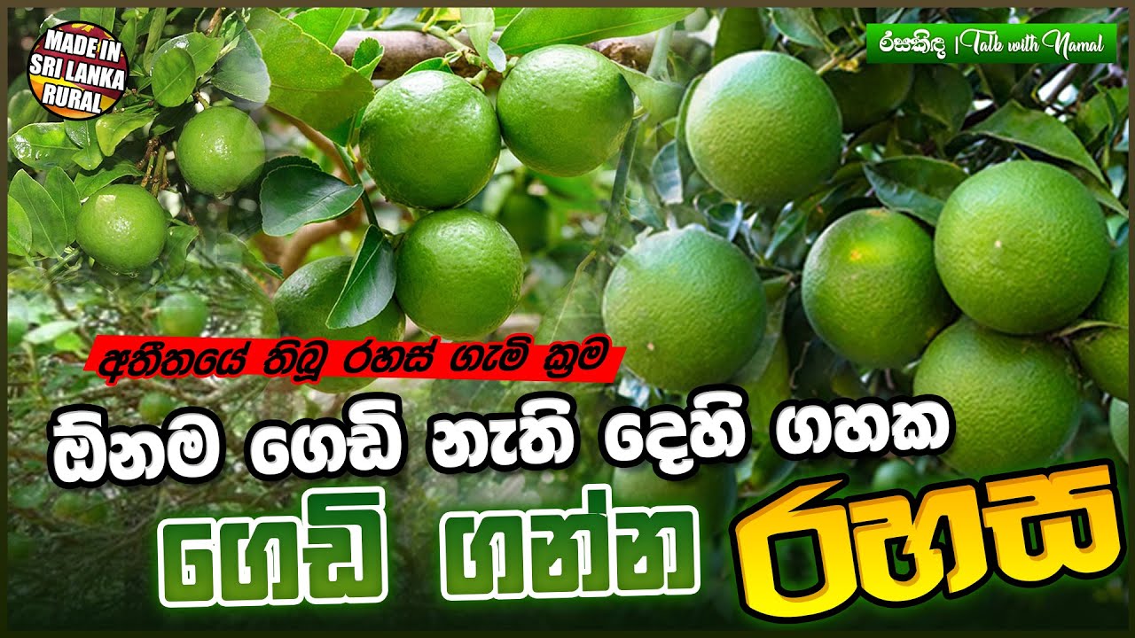ගෙඩි නැති දෙහි ගහෙන් ගෙඩි ගන්න කවුරුත් නොදන්න රහස් ක්‍රමය | How to Increase Productivity of Lime