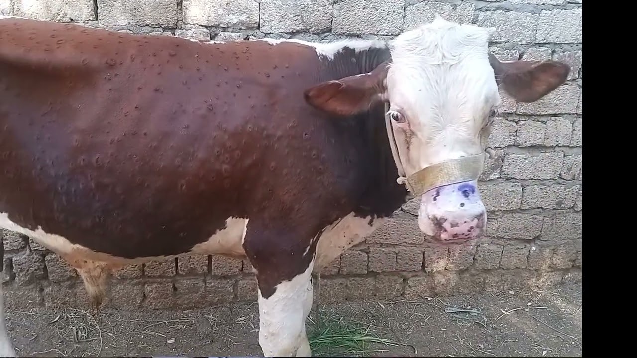 مرض خطير يصيب الابقار الجلد العقدي