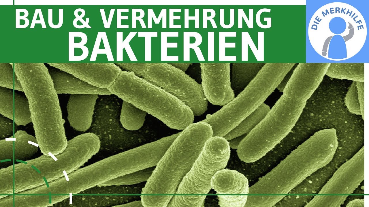 Bakterien - Bau & Vermehrung einfach erkl&auml;rt - Genetik / Zytologie