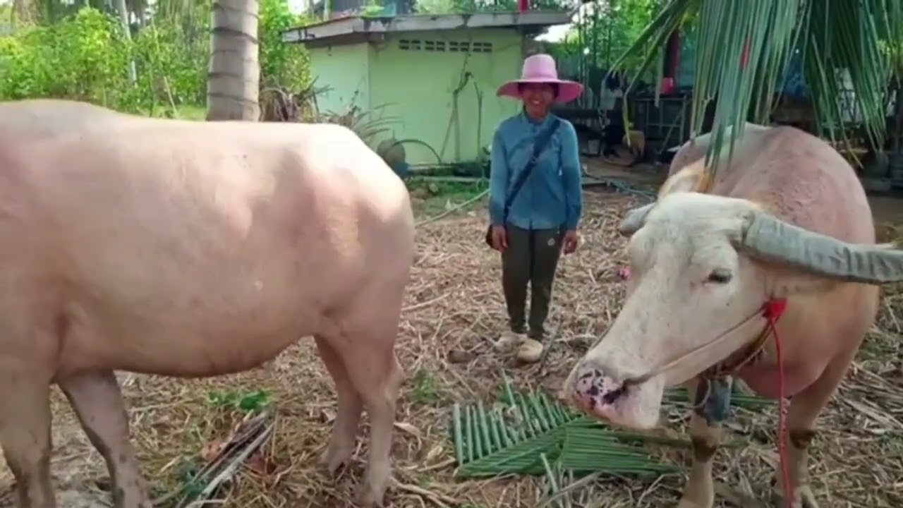 ความสุขของ(คนเลี้ยงควาย) เลี้ยงควายเผือกไล่ทุ่ง