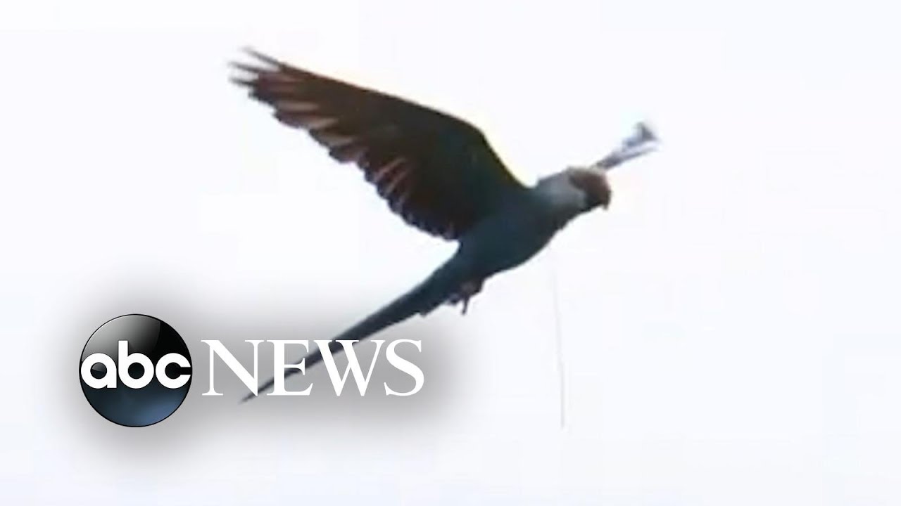 Group of Spix's macaws released in Brazil