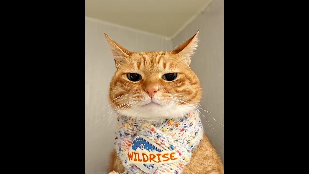 Wildrise Cat Meow Song - Trailer