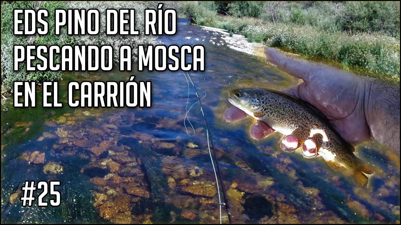 EDS Pino del Río | Jornada Express pescando a mosca en el río Carrión