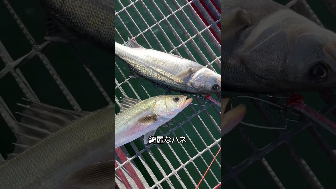 尼崎魚釣り公園、エビ撒き釣り好調！ fishing max武庫川店