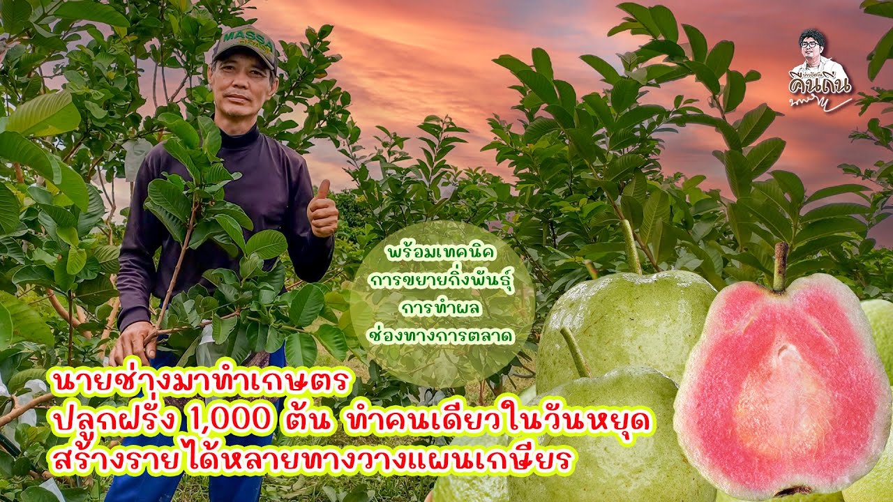 หารายได้หลายทาง จากอาชีพนายช่างวางแผนเกษียณหลงเสน่ห์การเกษตร ปลูกฝรั่ง1,000ต้นทำคนเดียวในวันหยุด