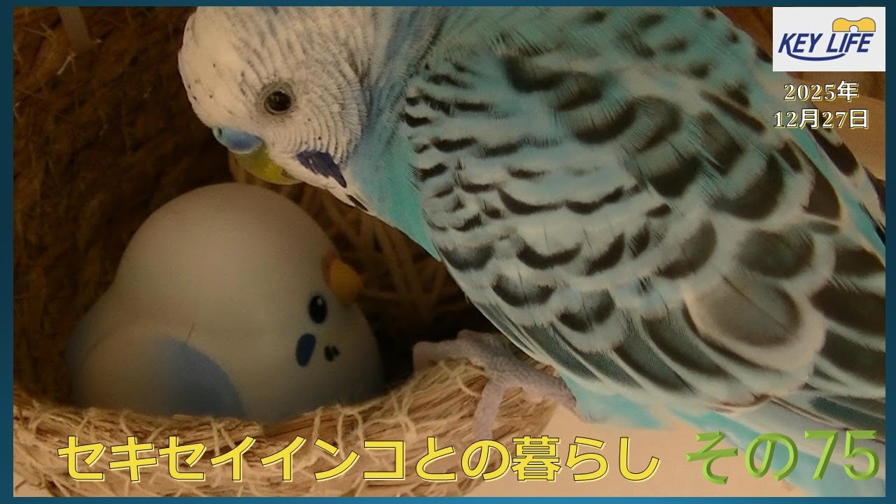 セキセイインコとの暮らし（７５）癒し系のピピ