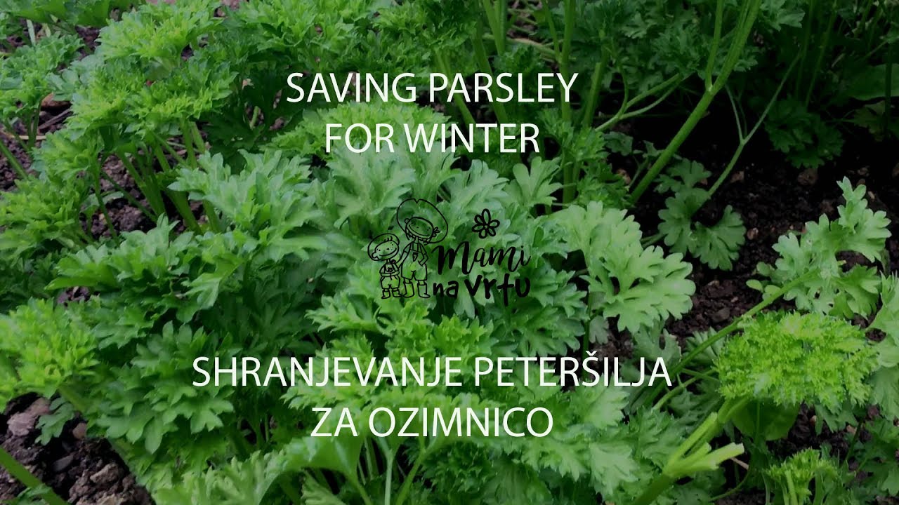 ZERO WASTE: Saving parsley for the winter I Shranjevanje peteršilja za ozimnico