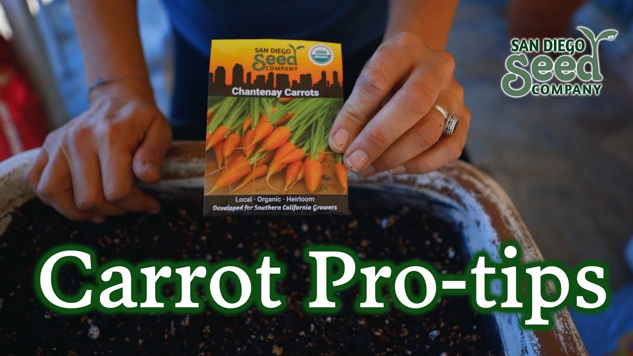 Tips for Starting Carrot Seeds Like a Pro